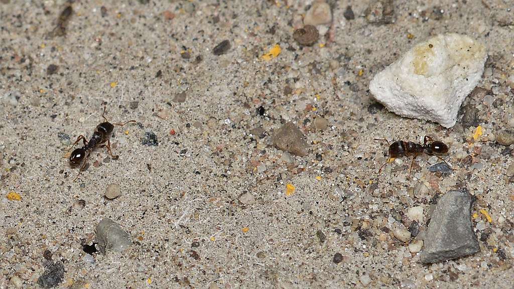 Types of Ants in Boise, ID and How To Keep Them Out of Your House